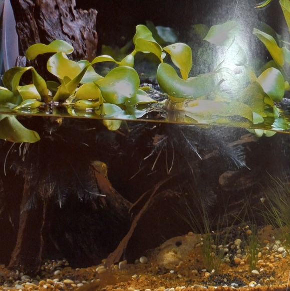 Aquarium Designs Inspired by Nature. Hardback - Picture 11 of 14